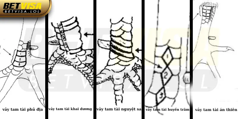 Cách nhận biết gà đá hay qua xem vảy ở chân