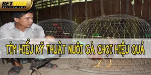 Kỹ thuật nuôi gà đá - Cách nuôi chiến kê chuẩn chỉnh 2024