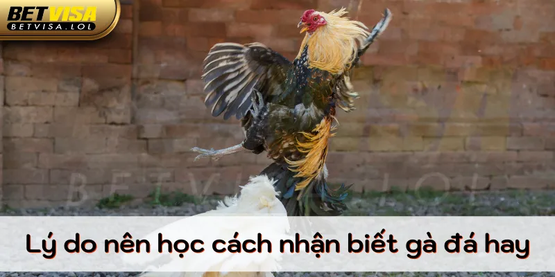 Lý do cần học cách nhận biết gà đá hay?